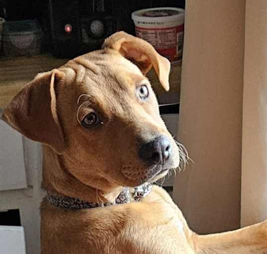 Photo of Scooby