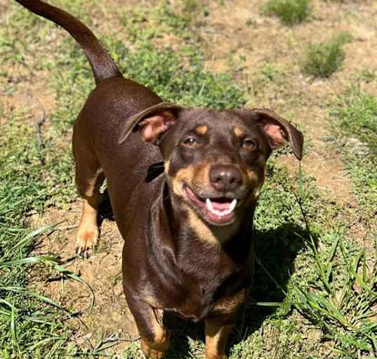 Photo of Brownie