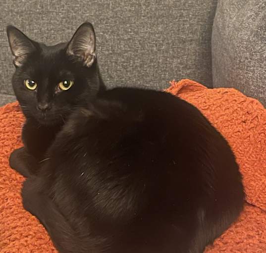 Photo of Nova