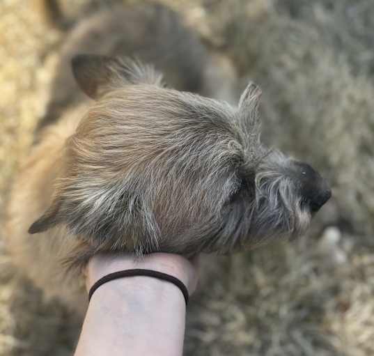 Photo of Daisy Mae