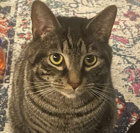 Photo of Wrangler