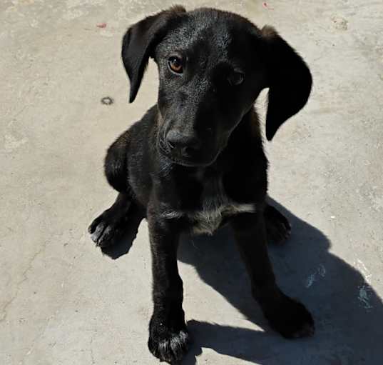 Photo of lulu