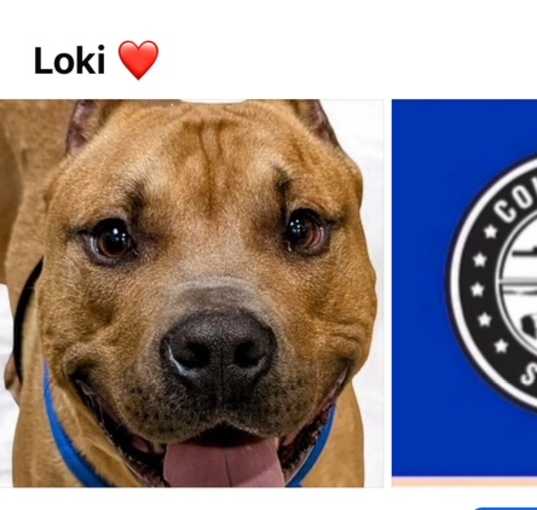 Photo of LOKI