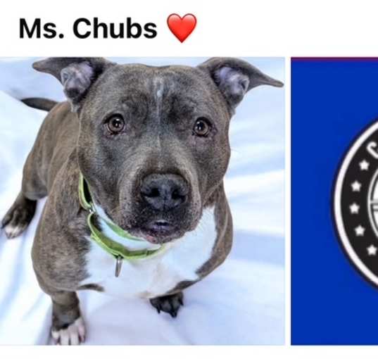 Photo of CHUBBS