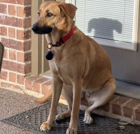 Photo of Penny