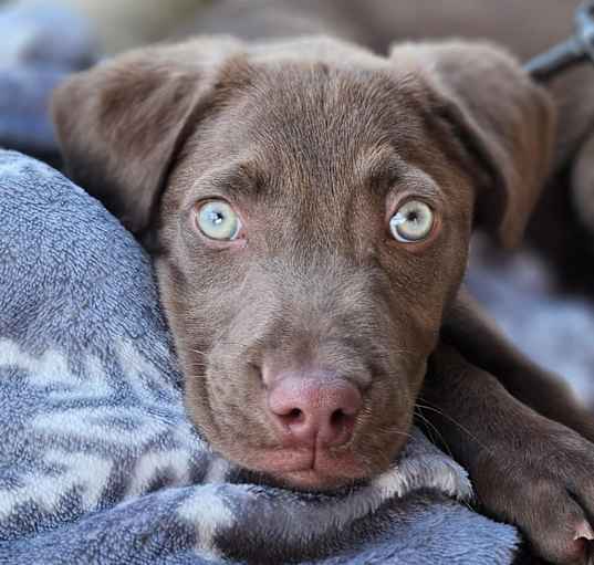 Photo of Mocca