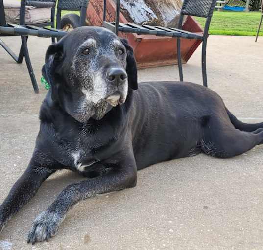 Photo of Gunner