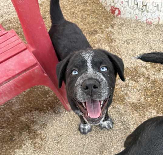 Photo of BANDIT