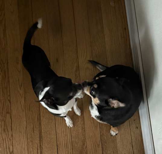 Photo of Auggie & Peta