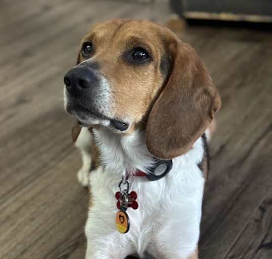 Photo of Brian II