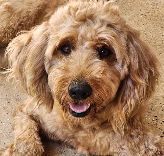 Photo of Delphine