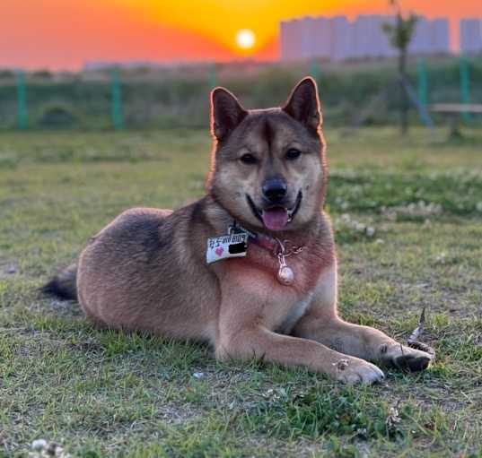 Photo of Peach