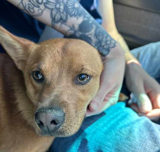 Photo of Puppy