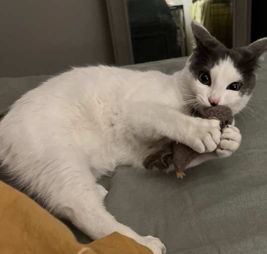 Photo of Arlo
