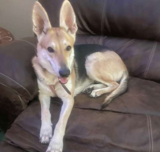 Photo of Lady