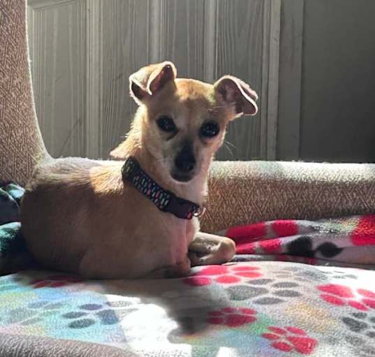 Photo of Olive