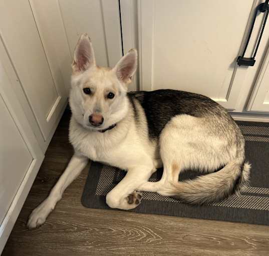 Photo of Roxy