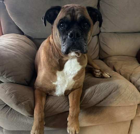 Photo of Delilah *Bonded to Samson*
