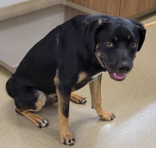Photo of Boomer