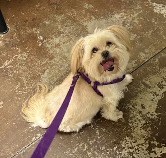 Photo of Coco