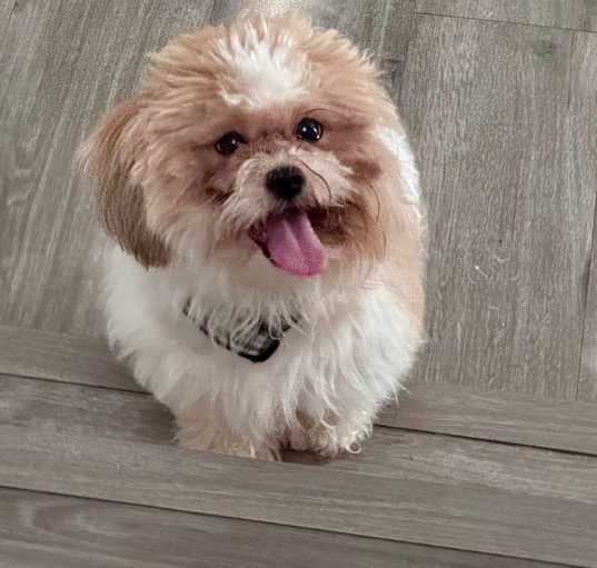 Photo of DAisy