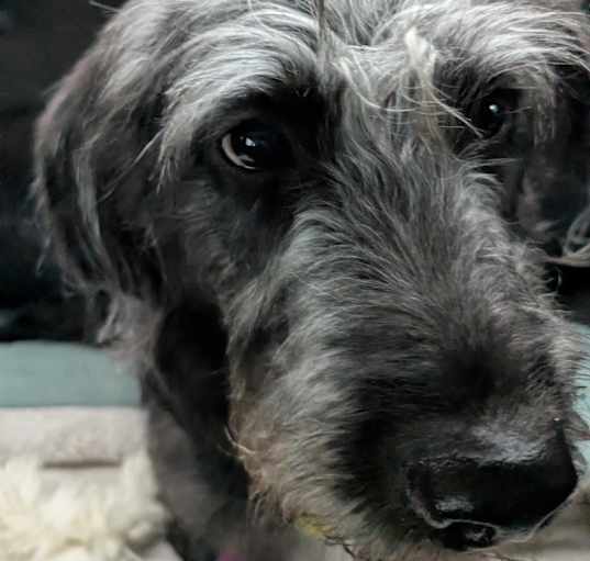 Photo of Penny