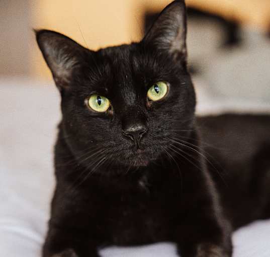 Photo of Ozzie