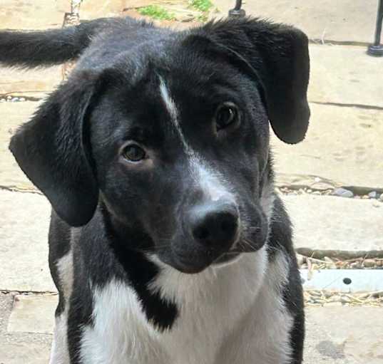 Photo of Bronco