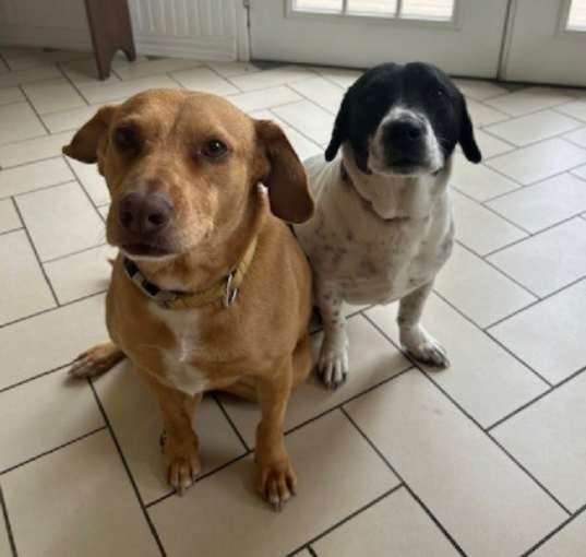 Photo of Honeybee & Frankie