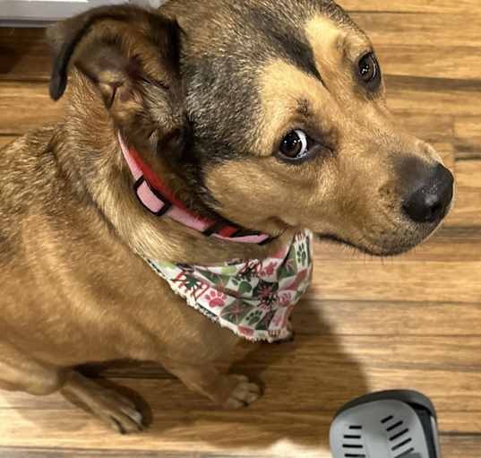 Photo of Cocoa