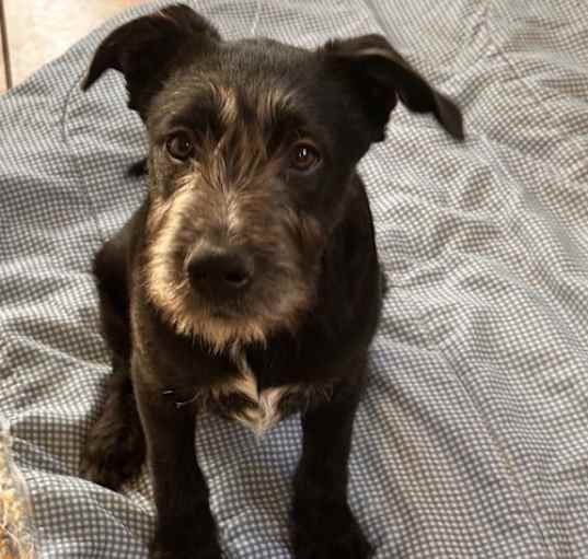 Photo of Loki