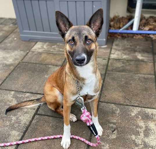 Photo of Nova