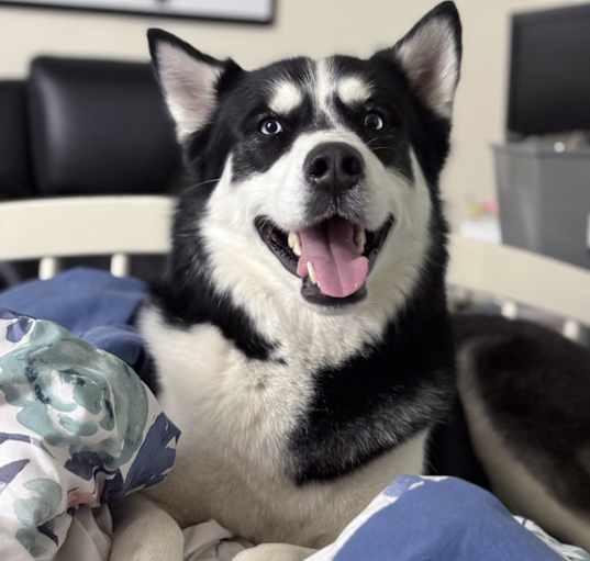 Photo of Shadow