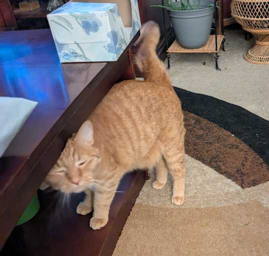 Photo of Finnegan
