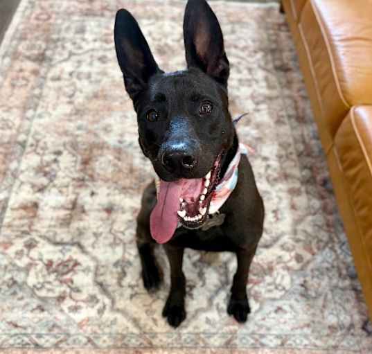 Photo of Sirius Lee Smart Boy Black