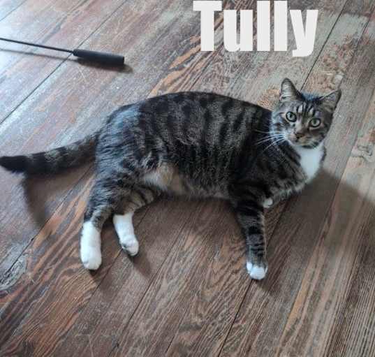 Photo of Tully