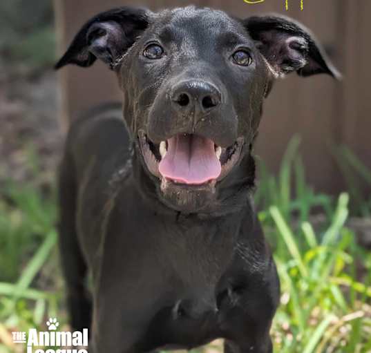 Photo of Chipper