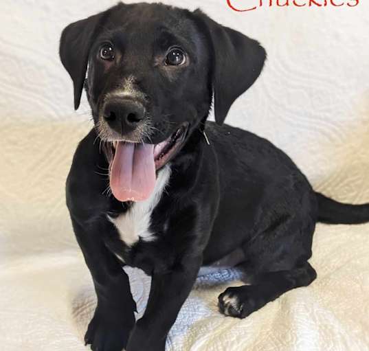 Photo of Chuckles