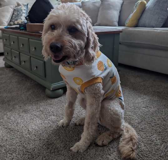Photo of Honey