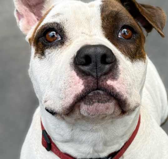 Photo of Shortcake