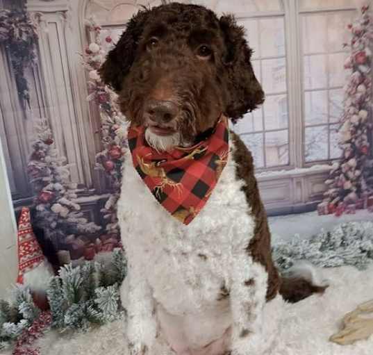 Photo of Koda - Kinda Adorable!