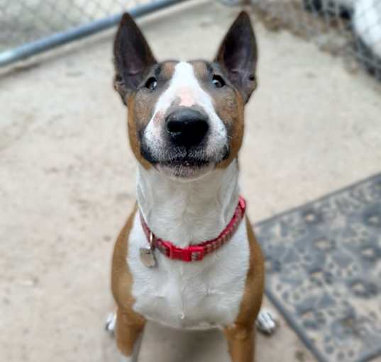 Photo of Chulo
