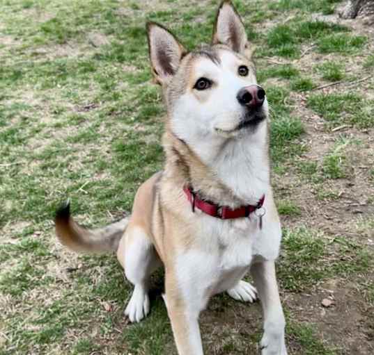 Photo of Loki