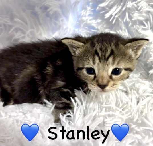 Photo of Stanley