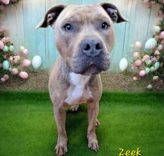 Photo of Zeek