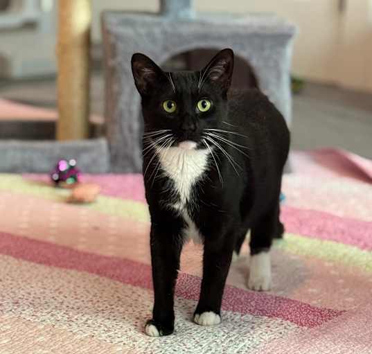 Photo of Pancho