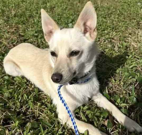 Photo of Opie