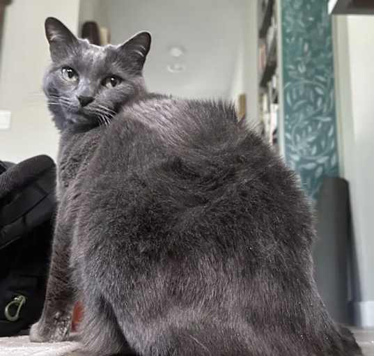 Photo of Darcy