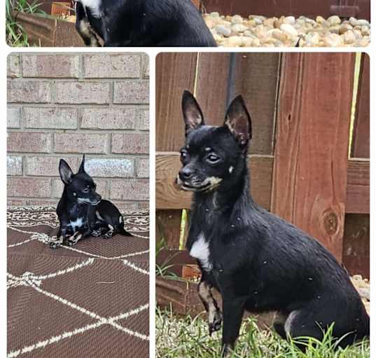 Photo of Tink