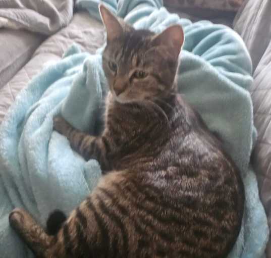 Photo of Juniper